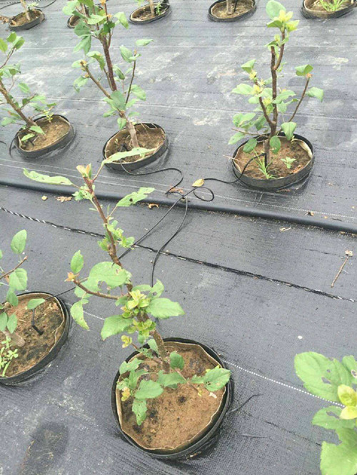 柠檬果园独爱防草布(园艺地布)除草效果棒棒滴